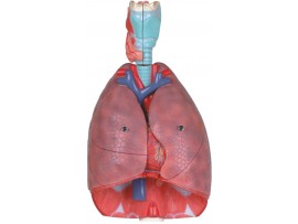 דגם נשימה מבנה אנטומי